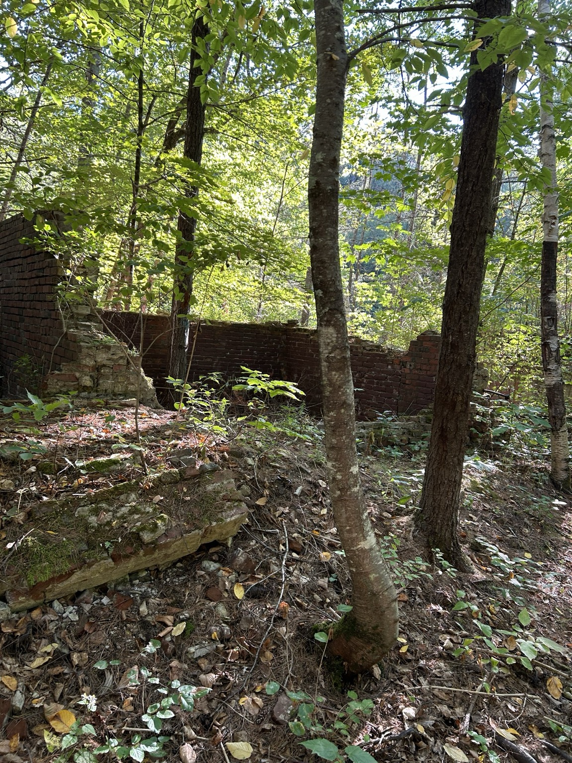 A shallow creek moves over rocks beneath leafy trees.