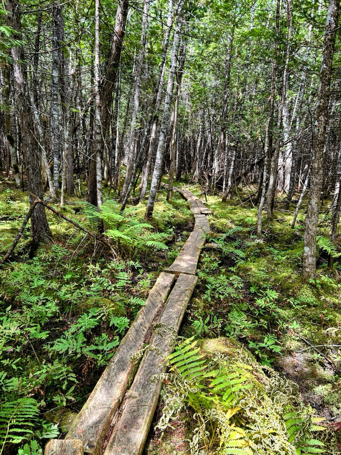 A narrow wooden boardwalk winds through a lush green forest.