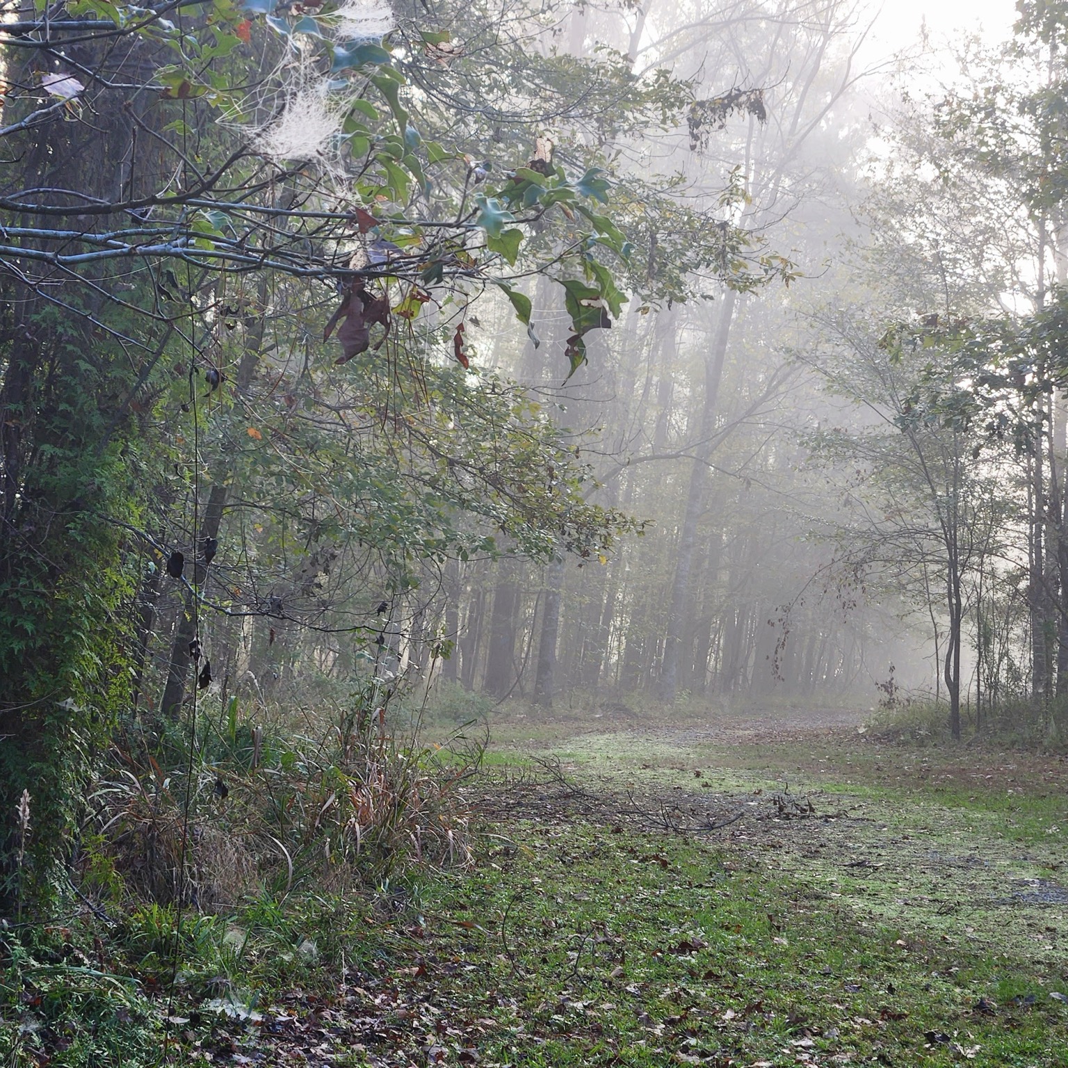 A quiet woodland path disappears into a softly misted forest.
