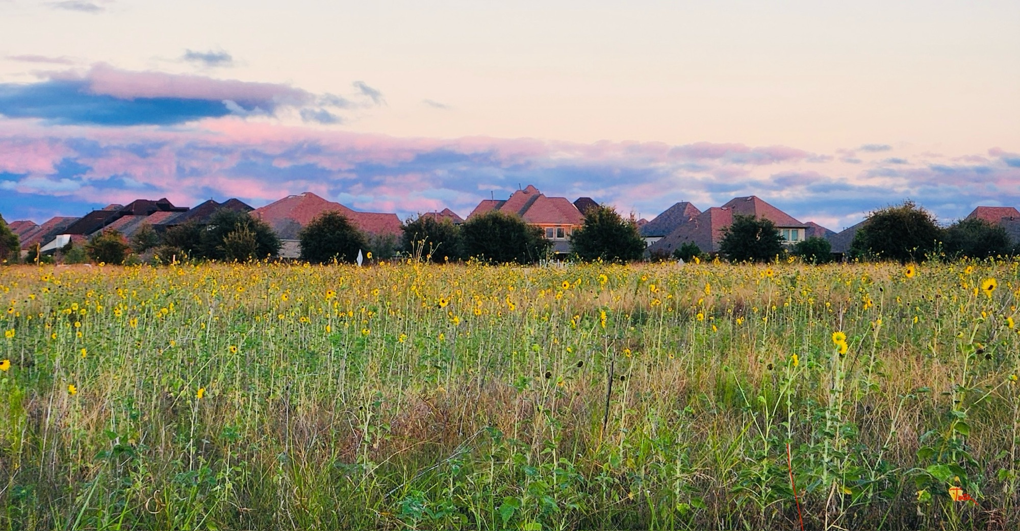 Sunflowers fill a field beneath pink evening clouds and a distant neighborhood.